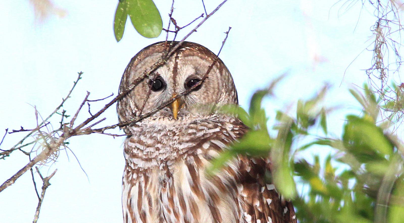 An owl in a tree