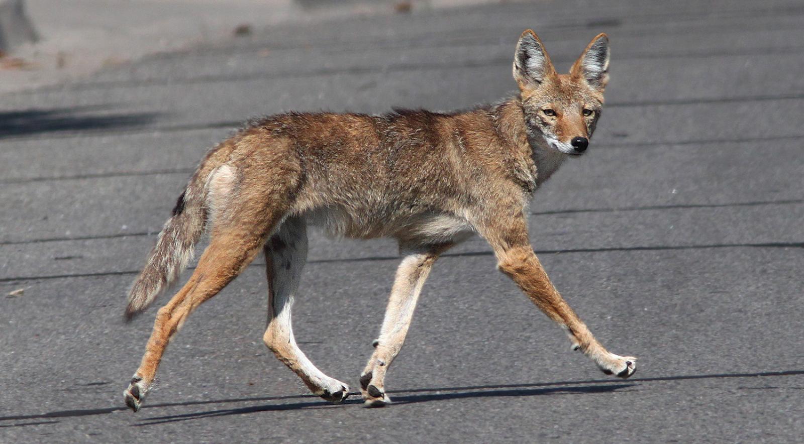 A coyote runs