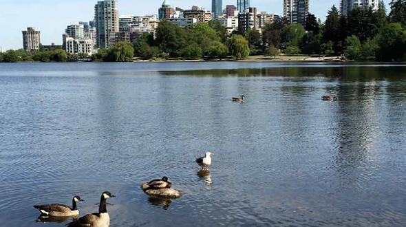 Understanding and Managing Resident Canada Geese in Vancouver